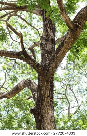 Looking up at a large tree trunk and thick branches with green leaves