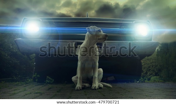 Looking like a cool movie scene - a labrador puppy in\
front of an old car