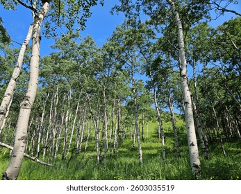 Looking up from a low angle view at the green leaves at the tops of Aspen trees with white tree trunks and a clear blue sky as a backdrop.