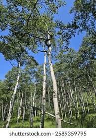Looking up from a low angle view at the white tree trunks and green leaves of Aspen trees with a clear blue sky in the background.