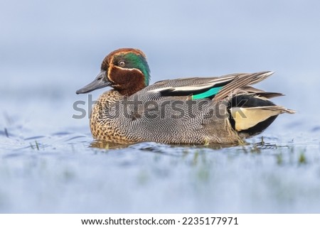 Looking Male Common Teal or Eurasian Teal (Anas crecca) Swimming in Water of Wetland. This is perhaps the most Beautiful Duck of Europe. Wildlife scene of Nature with Bright Background.
