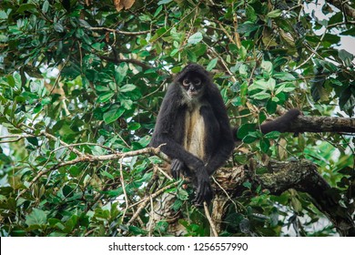 Looking Male Yucatan Spider Monkey Local Stock Photo 1256557 image