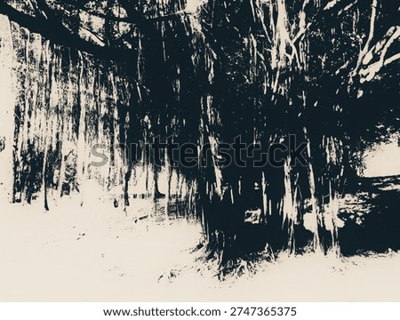 Looking up at massive banyan tree with extensive aerial roots in monochrome