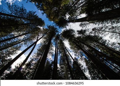 Looking up at massive trees towering over the forest floor. Blue sky, sun burst seen through the branches - Sequoia National Park