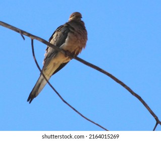 Looking up at a Mourning Dove perched on a tree branch in Prescott Valley, Arizona