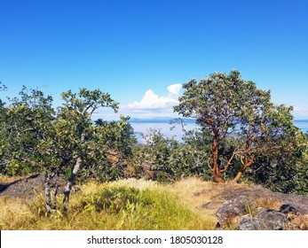 Looking at the ocean through the trees