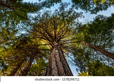 Looking Up At Old Growth Coast Redwood Trees In Muir Woods National Monument, California, USA