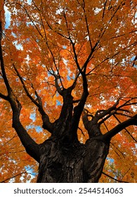 Looking up at an old large Sugar Maple Tree displaying a full range of autumn orange colors against a light blue sky.