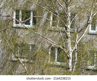 Looking at the old soviet era appartment buildings through the branches of birch trees. Early spring with trees having just small little leaves. Old Soviet union styled architecture.