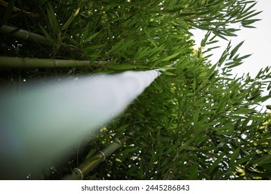 Looking up on a bamboo tree in nature - Powered by Shutterstock