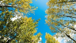 Looking Up On Clear Blue Sky With Yellow Poplar Trees.