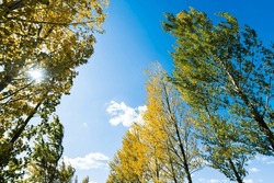 Looking Up On Clear Blue Sky With Yellow Poplar Trees.
