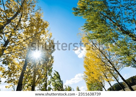 Looking up on clear blue sky with yellow poplar trees.