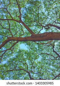 Looking up on the tree