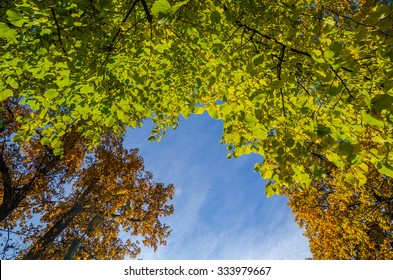 Looking Up On The Trees And Sky