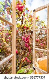 Looking Out Of An Open Window Onto A Blooming Magnolia Tree With Pink Flowers. After A Spring Rain, Water Droplets With Sunshine