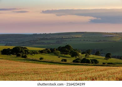 Looking out over an idyllic Sussex landscape on a sunny evening, with a poppy field in the foreground