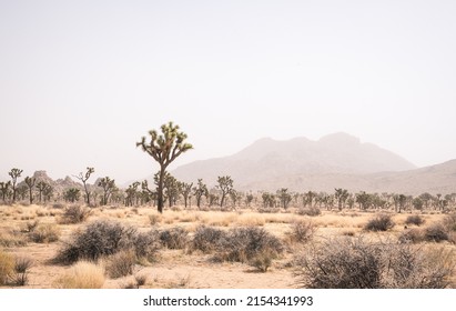 Looking out over the joshua tree desert with grasses and yucca trees in the foreground. A field of joshua trees disappears off into the distance, where mountains are silhouetted by a dust storm - Shutterstock ID 2154341993