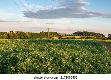 Looking out over pea crops growing in the Sussex countyside on a sunny summers evening - Shutterstock ID 2171083455