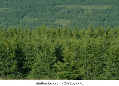 Looking out over the pine forest