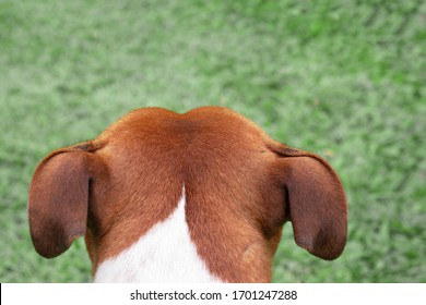 Looking Over The Back Of  The Head Of A Brown Dog