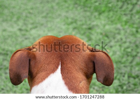 looking over the back of  the head of a brown dog
