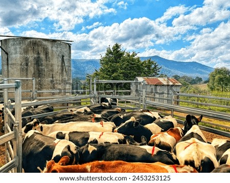 Looking over the backs over the dairy herd towards the mountains.