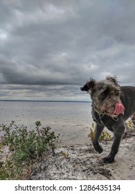 Looking Over Pensacola Bay With The Pup