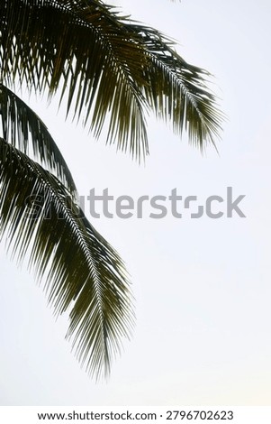 Looking up at overlapping green palm tree fronds framing a bright overcast sky, creating a tropical background border.