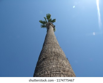looking up a palm tree