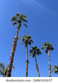 Looking up at a palm tree
