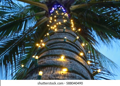 Image result for toddy collection in palmtree during dark time with light