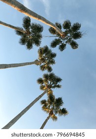 Looking up at Palm Trees