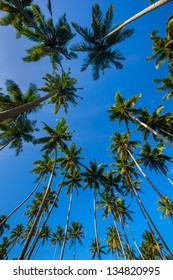 Looking Up At Palm Trees Against A Blue Sky