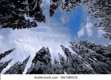 Looking Up At A Partly Sunny Sky Through A Circle Of Snow-covered Evergreen Trees In Snoqualmie Pass, WA
