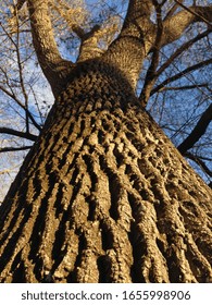 Looking up perspective of tree bark texture in close up view