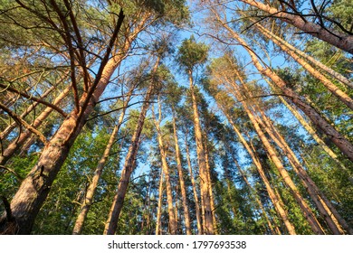 Looking up in pine forest tree to canopy. Bottom view wide angle background - Powered by Shutterstock - Get 15% off with code: PIKWIZARD15