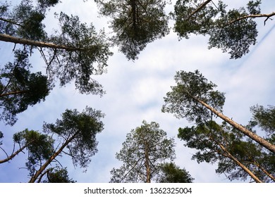 Looking up in to pine tree canopy 