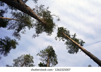 Looking up in to pine tree canopy
