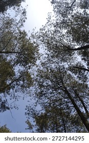 Looking Up at Pine Tree Canopy Against Clear Blue Sky
