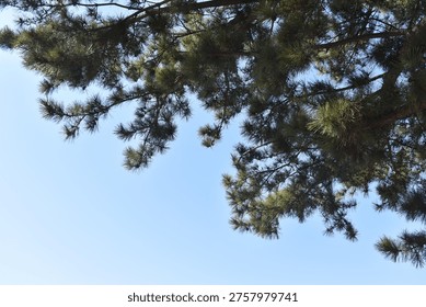 Looking up at pine tree canopy against blue sky.