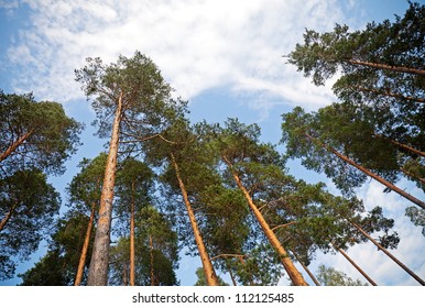 Looking up in the pine tree forest - Powered by Shutterstock - Get 15% off with code: PIKWIZARD15