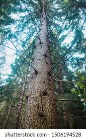 Looking up at a pine tree in a forest in Czech Republic.
