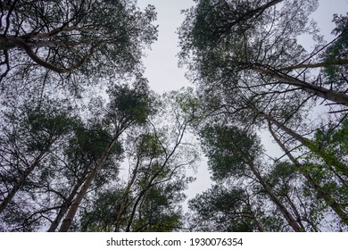 Looking Up At Pine Tree Tops From Below