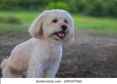 poodle terrier