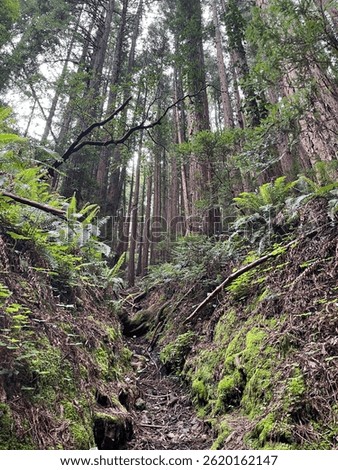 Looking up at redwood trees at Muir Woods National Monument 