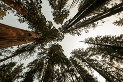 Looking Up The Sequoia And Ponderosa Pine Canopy In Yosemite National Park