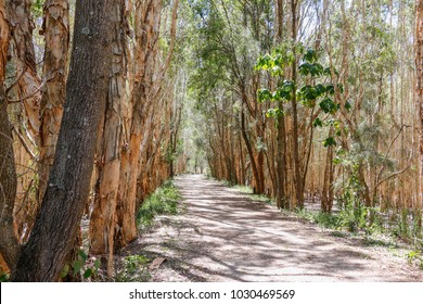 Looking for shadow in a eucalyptus forest after a walk in the burning sun.