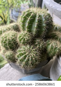 looking with a sharp gaze, which radiates the charm of being strong, independent, and can grow without water, that's the cactus, thank you