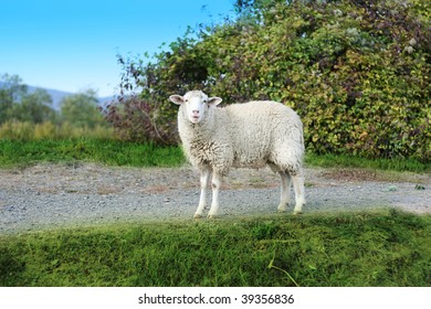 Looking sheep